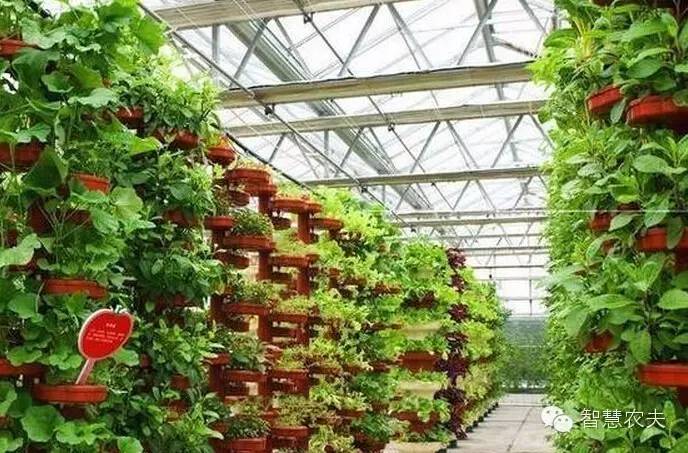 可以水培的蔬菜植物有哪些,水培家庭蔬菜种植箱优缺点