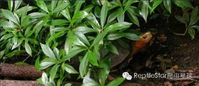 最合适的水环境,半水龟环境布置