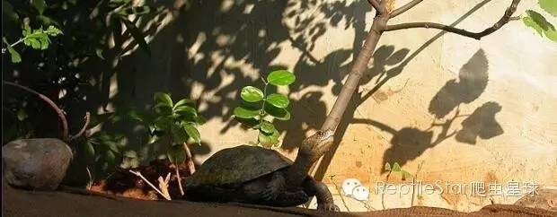 最合适的水环境,半水龟环境布置