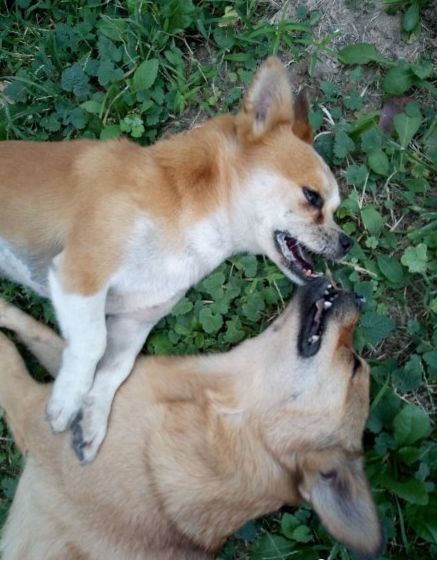 「第268期」来自“汪星人”的维权！