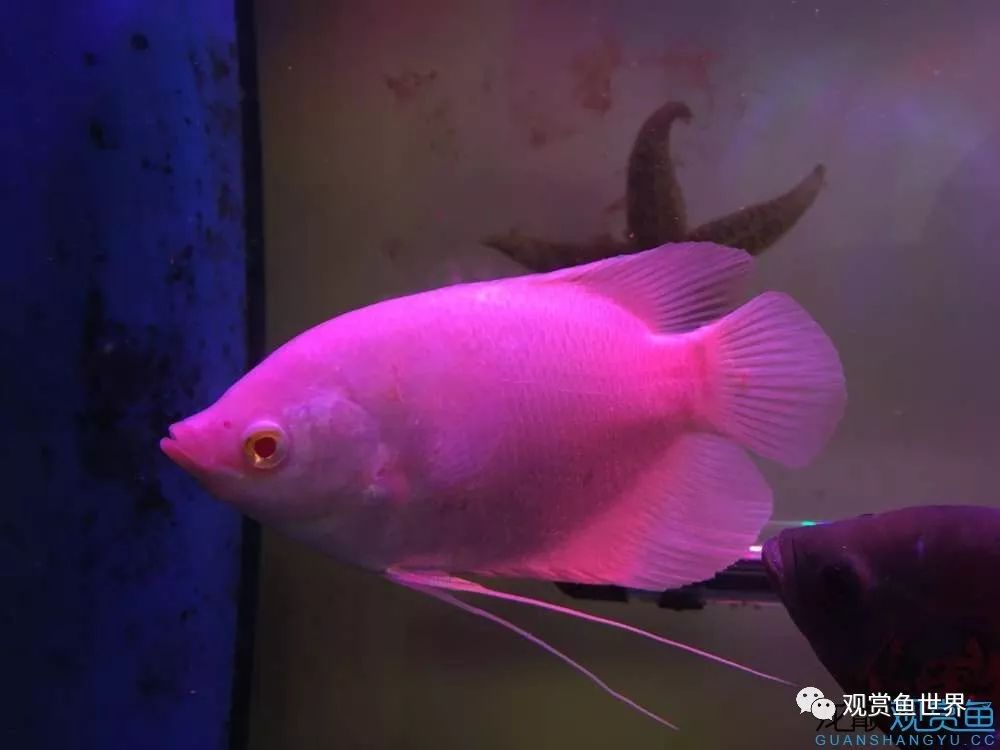 招财鱼烂肉最佳治疗方法,与食管癌抗争的五年