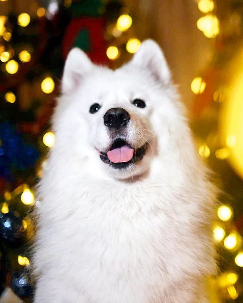 狗狗可爱场面,狗狗有趣集锦视频大全