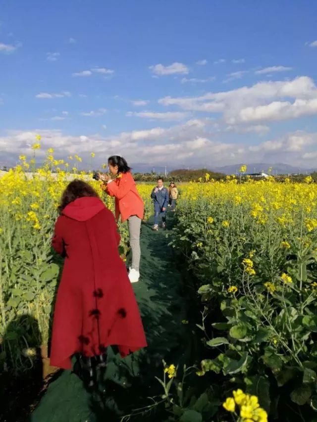 蒙自尼苏小镇油菜花,蒙自油菜花在尼苏小镇哪里