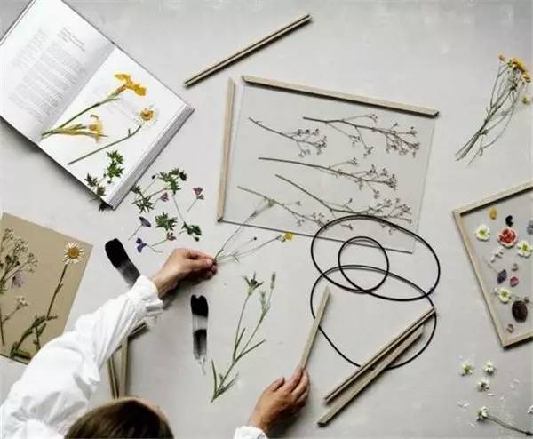 学做家庭植物微景观,做植物标本能学到什么