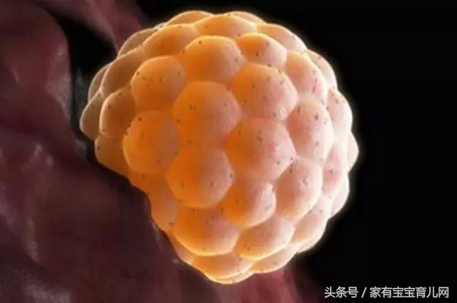 受精卵着床成功只需要11天，准妈妈的身体会发生这些奇妙变化！