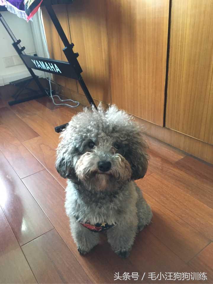 泰迪拉直后还会卷吗,把泰迪的毛拉直了还能卷起来吗