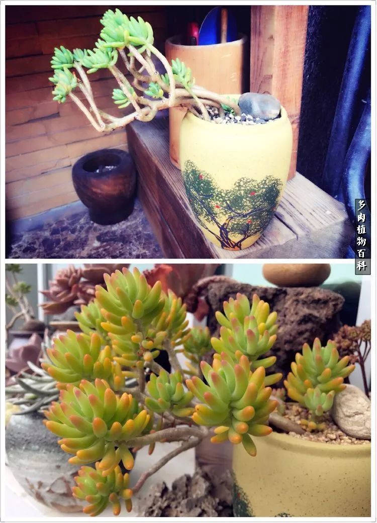 阳光的多肉花园,漂亮的多肉露台花园