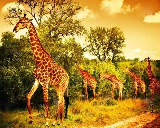 南非线路攻略｜与鲨共舞、沙漠开花、隔海观鲸，你了解非洲吗？