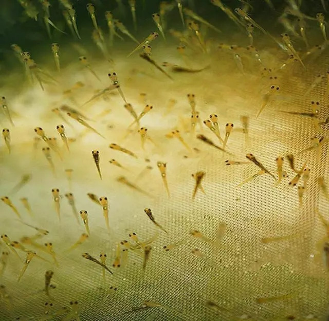 锦鲤从孵化到成长全过程,锦鲤甩籽自己可以孵化吗