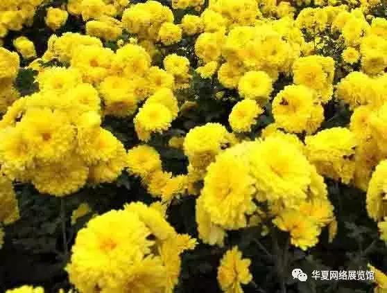 河南礼物：焦作的特产可不只山药，你来补充补充