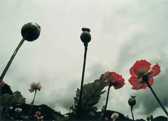 电影门徒2007影评,门徒李美琪免费看影评