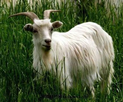 阿拉善白绒山羊,阿拉善白绒山羊养殖方法