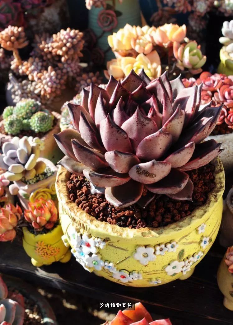自己做多肉花盆，美肉美盆让阳台更加色彩！