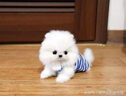 黑色博美小型犬1-4个月,博美小型犬怎么训练