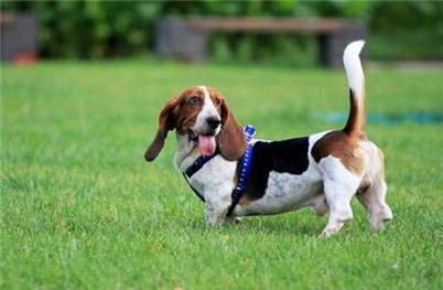 养巴吉度犬注意事项,为什么不建议养巴吉度犬