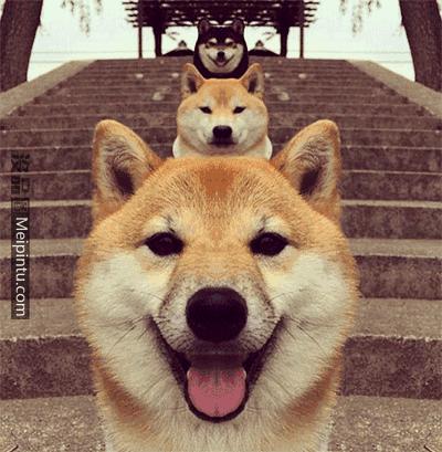 生肖狗21号运程图表图片,生肖狗什么时候赚大钱