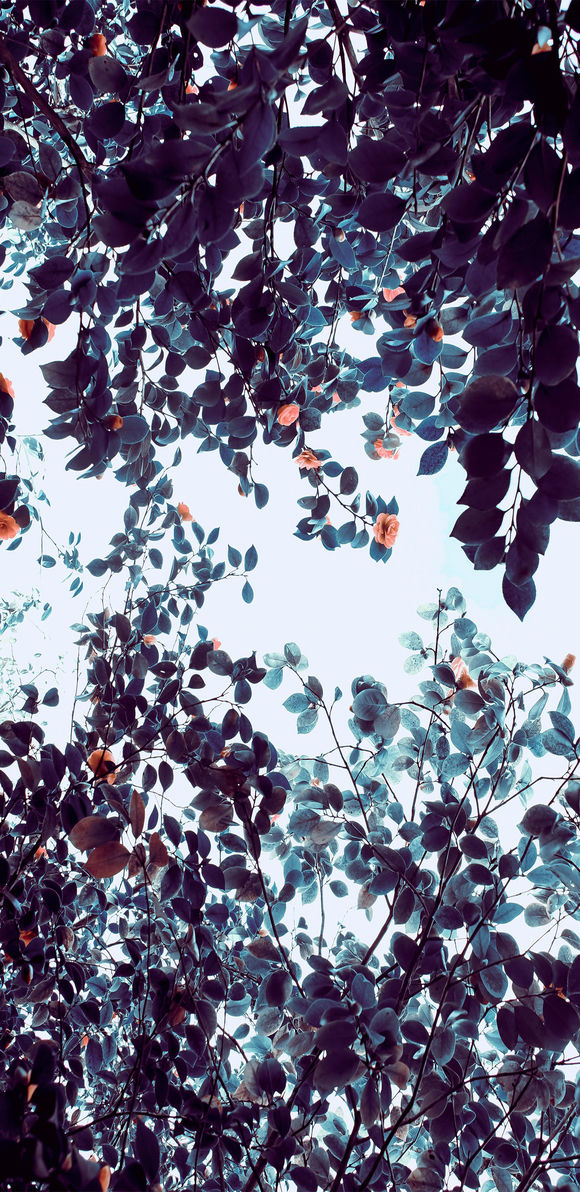 ios所有自带壁纸高清原版,正版高清壁纸在哪买