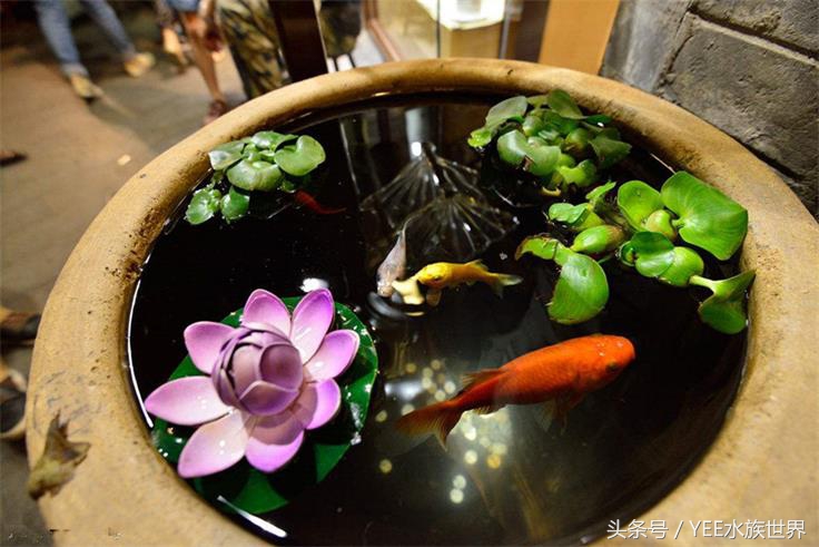 家养金鱼存活的条件,冬天室外金鱼怎么存活