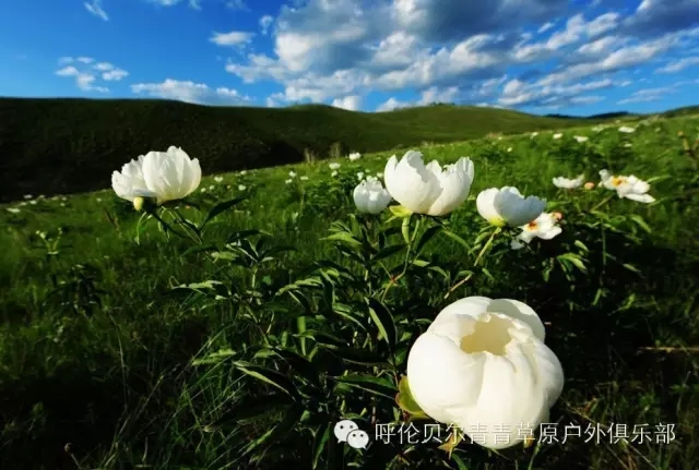 呼伦贝尔旅游自由行攻略,第一次呼伦贝尔自由行