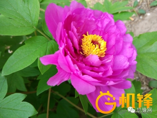 魅族pro和小米11pro,魅族pro6对比pro6plus