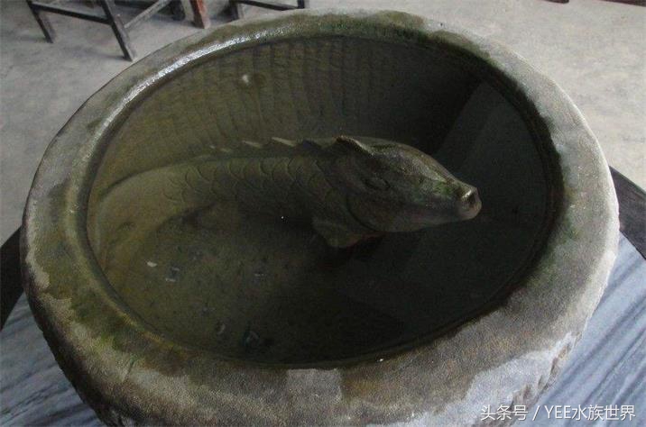 冬天金鱼趴缸怎么处理,室外鱼池养金鱼冬天会冻死吗