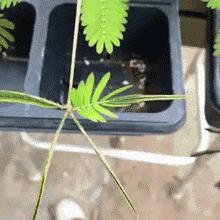 家里盆栽有这几样的赶紧扔掉,盆栽哪些绿植有毒性大