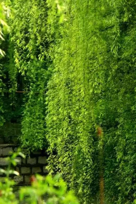 是风动亦是怦然心动,是风动亦是心动原声