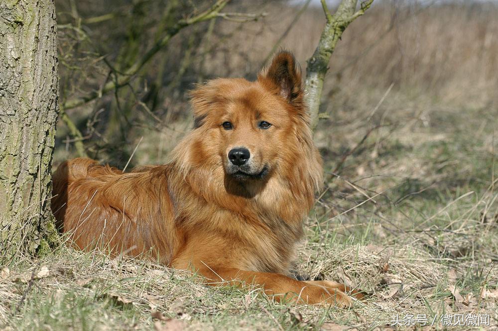 为什么姥爷对狗狗有耐心,狗确实很忠心