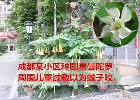 家里盆栽有这几样的赶紧扔掉,盆栽哪些绿植有毒性大