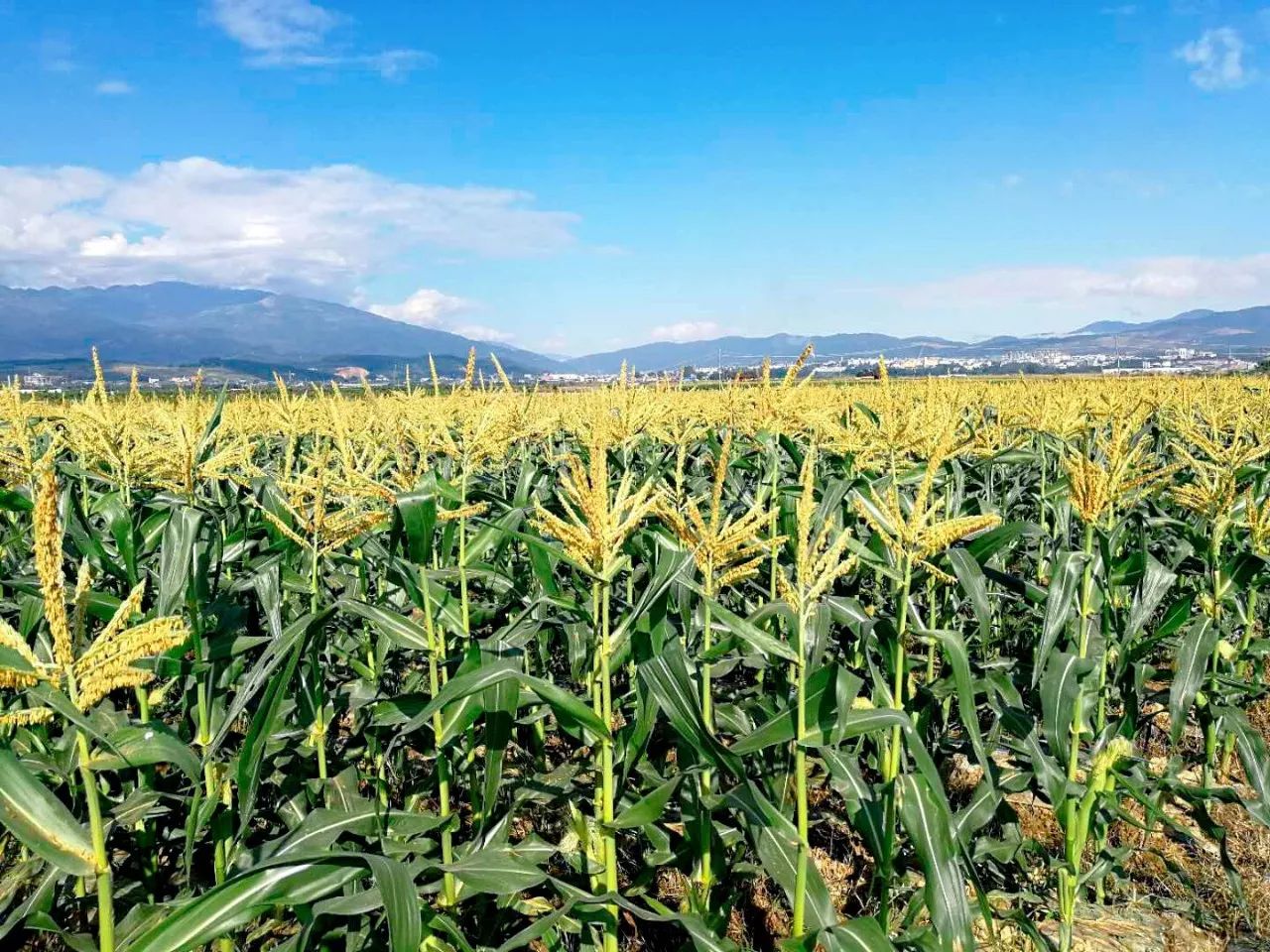 云南爆浆冰糖牛奶玉米,云南爆浆牛奶水果玉米