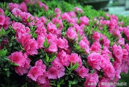 家里盆栽有这几样的赶紧扔掉,盆栽哪些绿植有毒性大