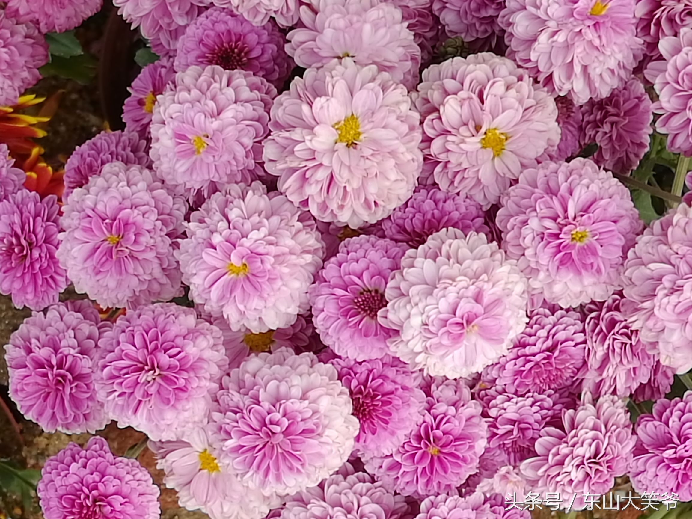 南沙东涌花海,南沙东涌镇风景绝美的地方