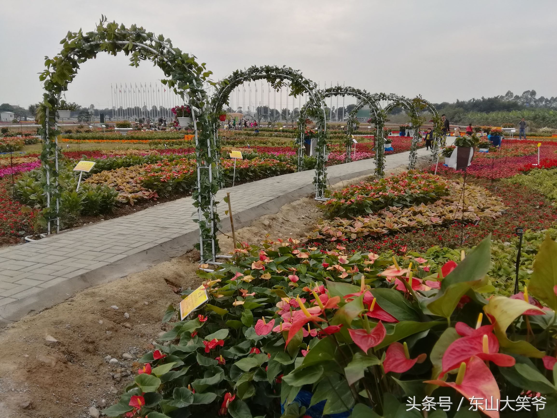 南沙东涌花海,南沙东涌镇风景绝美的地方