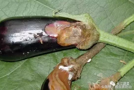 茄子绵疫病为害特点,茄子病害绵疫病