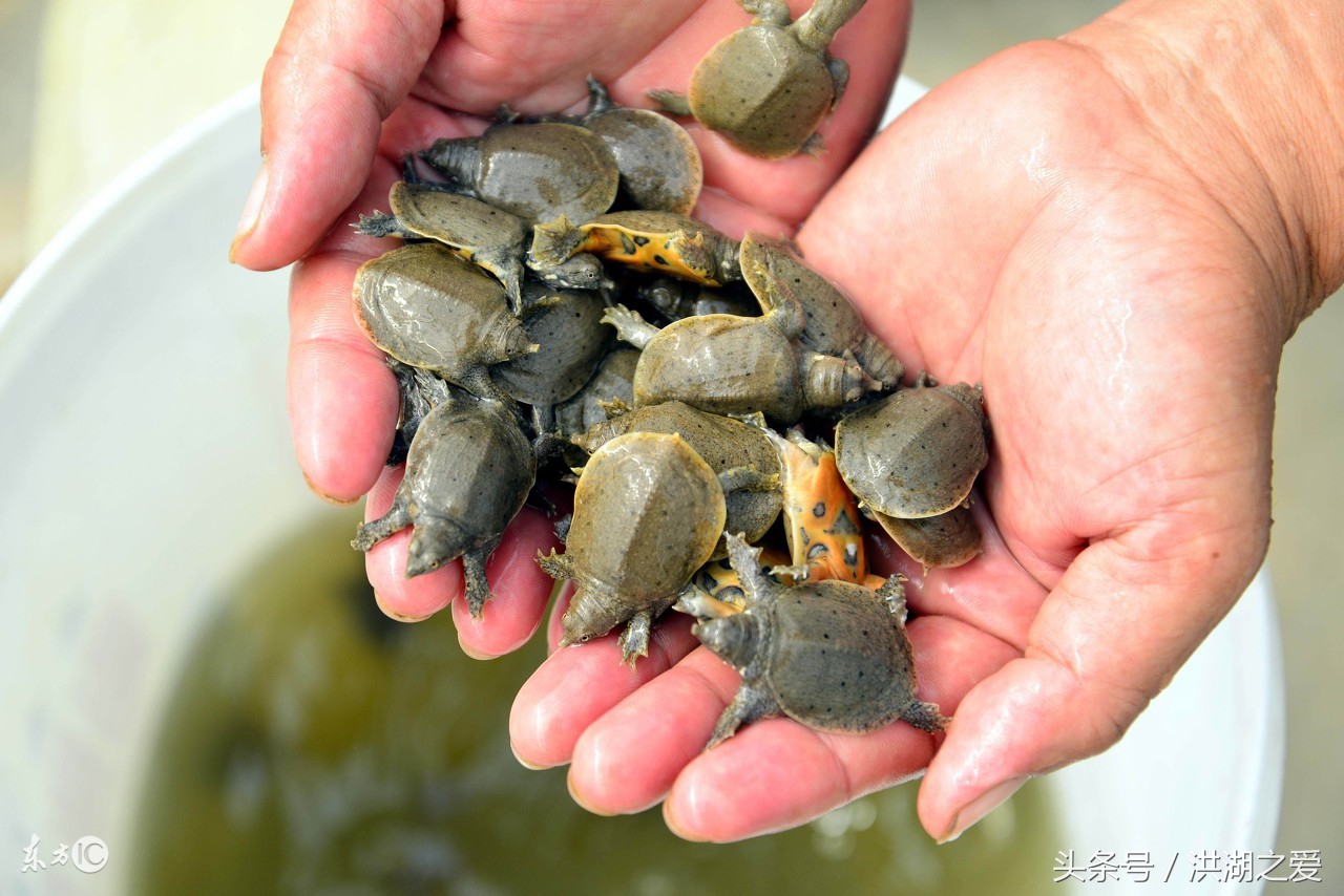 捕甲鱼的钢叉怎么制作,抓甲鱼神器钢叉