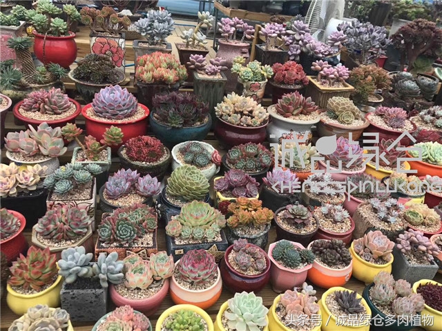 美爆了的韩国多肉植物大棚