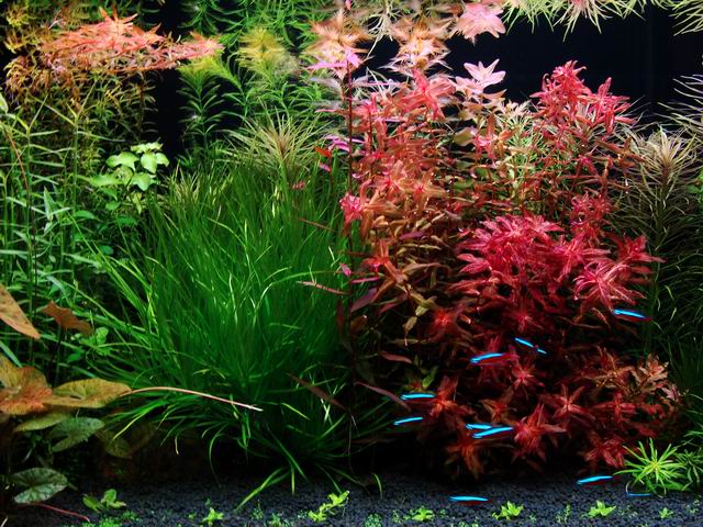 水草缸内怎样防治藻类生长,水草缸的藻类需要处理吗