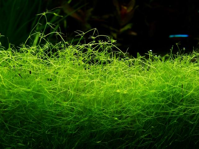 水草缸内怎样防治藻类生长,水草缸的藻类需要处理吗
