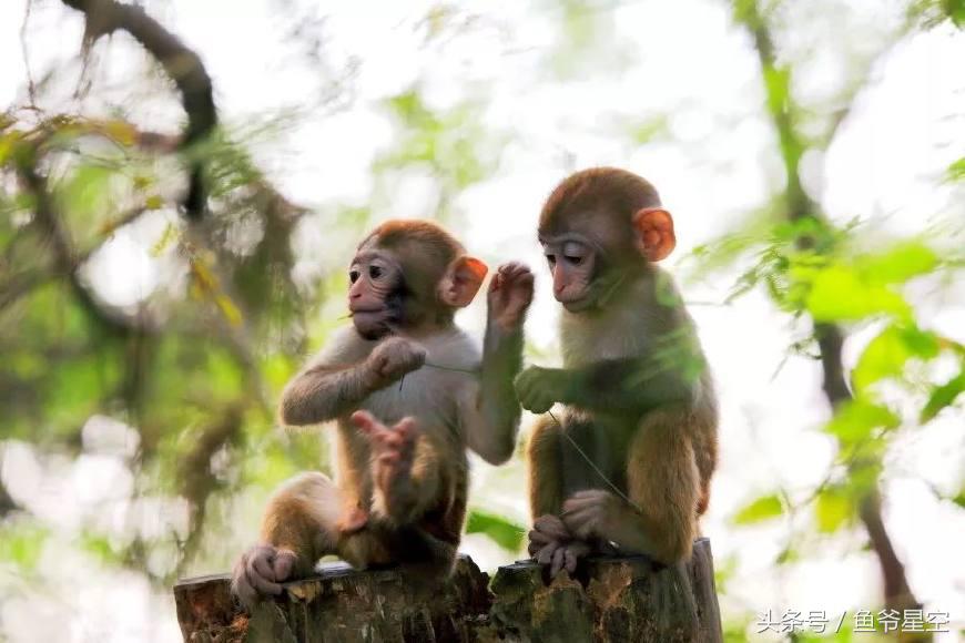 生肖猴在未来几年运气怎么样,2018年属猴男每个月运程和财运