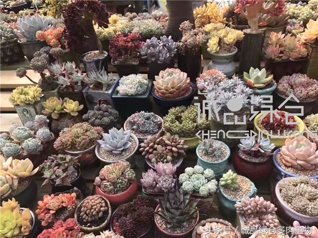 美爆了的韩国多肉植物大棚
