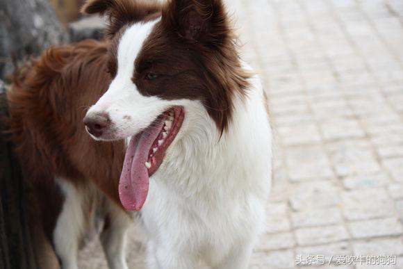 从养第一只狗开始,从零开始的养狗之路