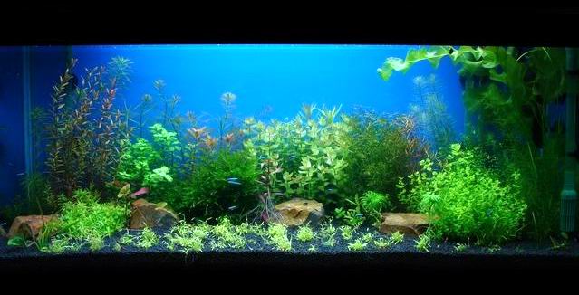 水草缸内怎样防治藻类生长,水草缸的藻类需要处理吗