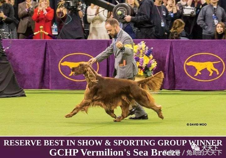 2017年西敏寺犬展时间表,西敏寺犬展北京犬