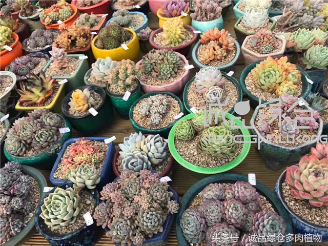 美爆了的韩国多肉植物大棚