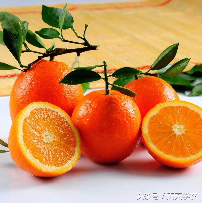 红美人柑橘和沃柑哪个品种更甜,这几年比较火的柑橘品种