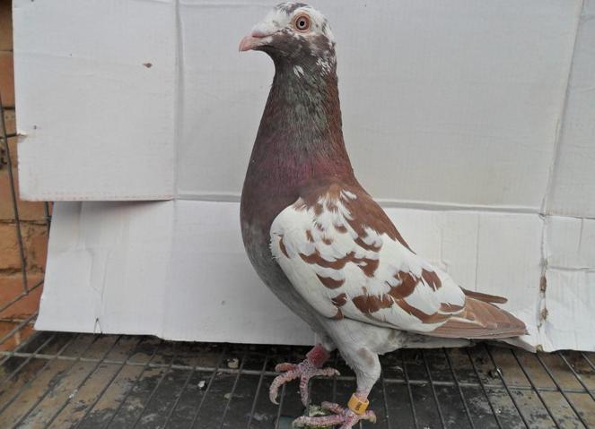 公棚迟归鸽领回需要钱吗,公棚迟归鸽能做种吗