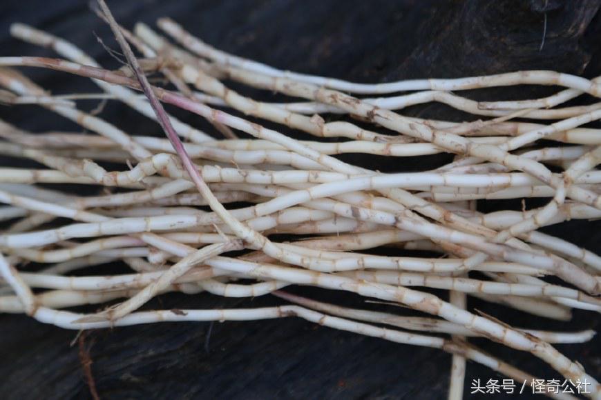 茅草根熬水能治感冒,茅草根煮水治感冒