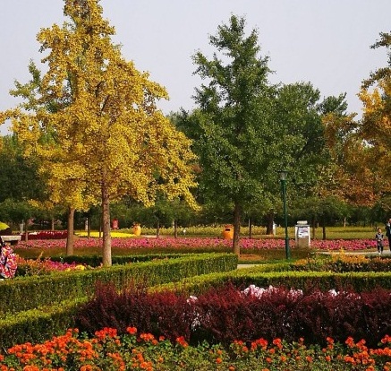 北京国际鲜花港直播,北京国际鲜花港可以带狗狗吗