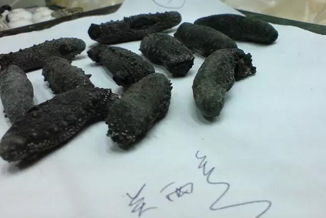 海参也有很多种,全世界所有可以吃的海参