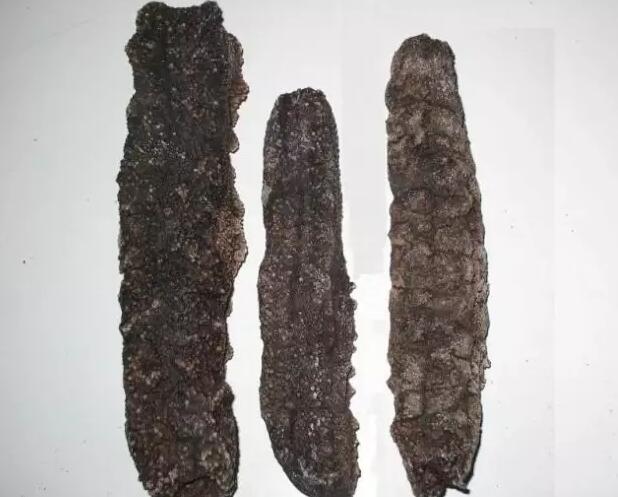 你知道世界上的鱼类有多少个,你知道的海底世界有多少种鱼